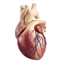 Tomás Sánchez Vázquez