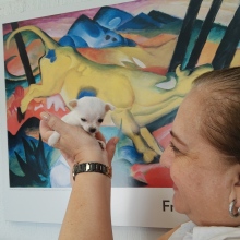 Dr. Irma Ma. del C. Mercado M.